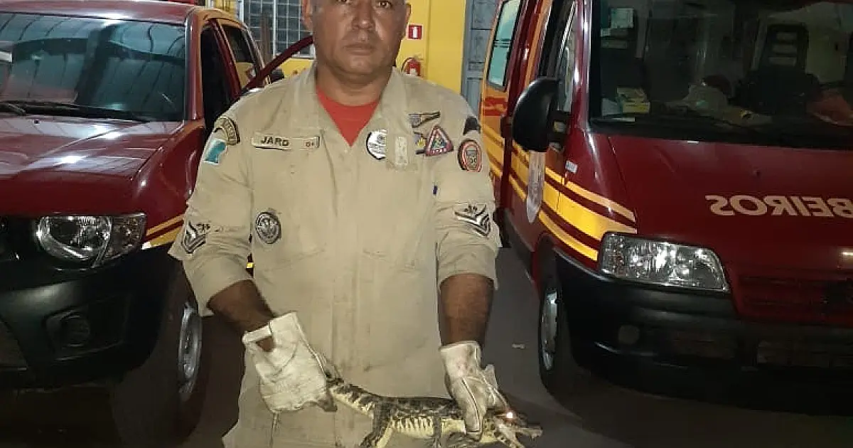 Jacaré é capturado em quintal no bairro Loteamento Pantanal