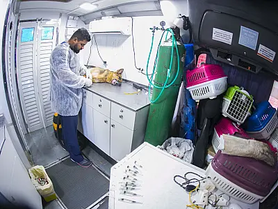 Mutirão amplia castrações gratuitas e atende até 1.600 animais em Corumbá