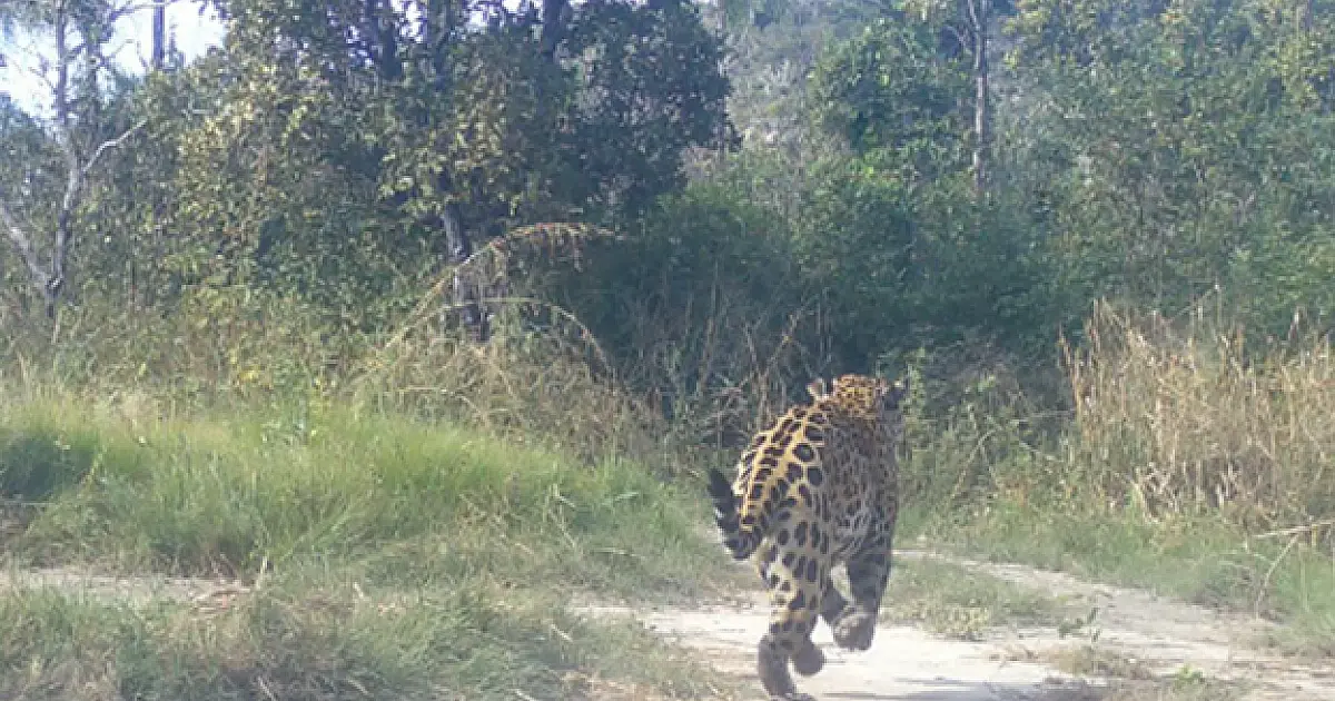 Bando de queixadas coloca onça-pintada para correr em Reserva na Serra do Amolar