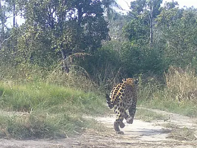 Bando de queixadas coloca onça-pintada para correr em Reserva na Serra do Amolar