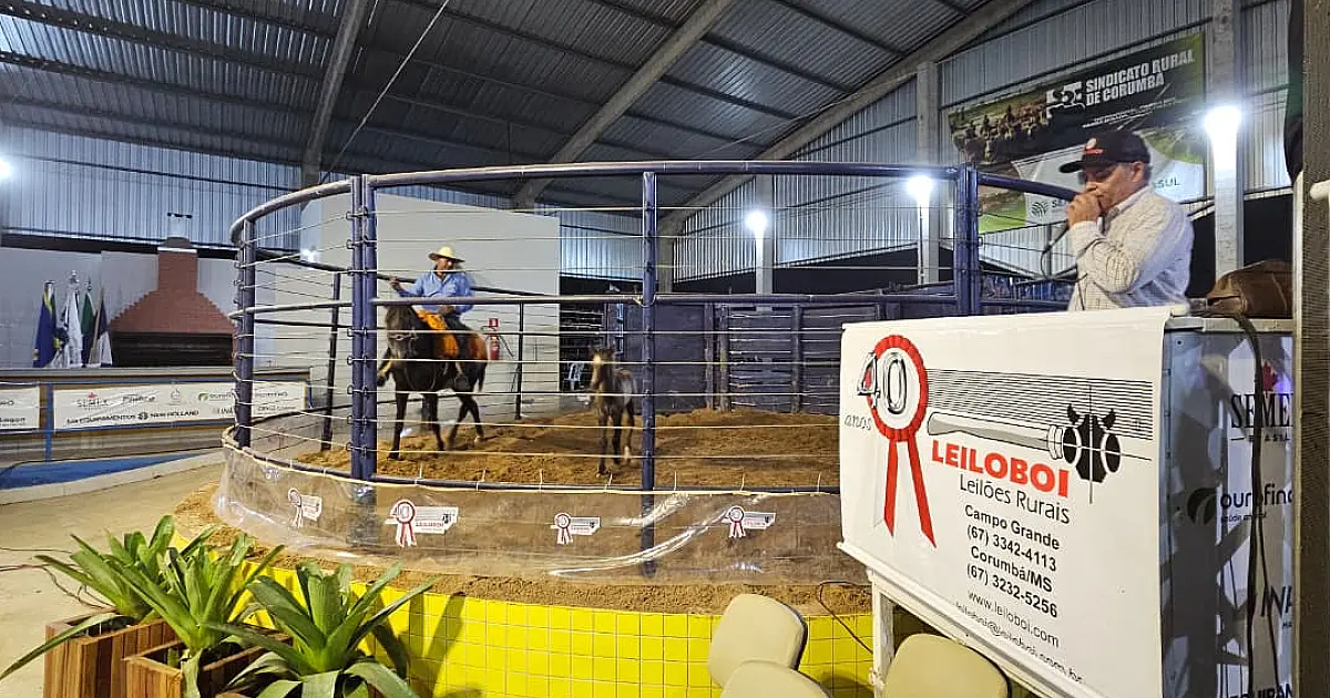 Organização estima movimentar R$ 5 milhões com leilões na Feapan 2025