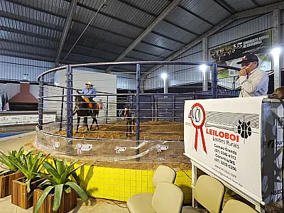 Organização estima movimentar R$ 5 milhões com leilões na Feapan 2025