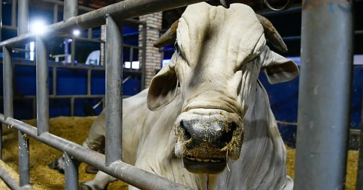 Com status de área livre de aftosa, MS planeja expandir a exportação de carne