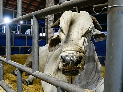 Com status de área livre de aftosa, MS planeja expandir a exportação de carne