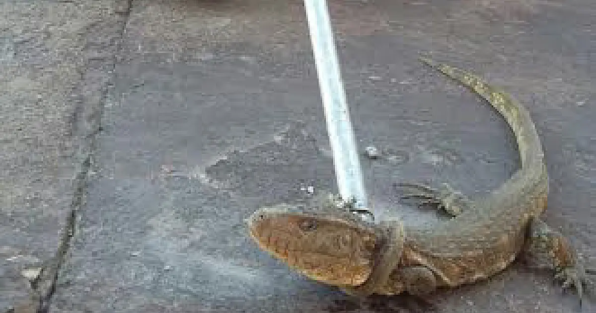 Iguana é encontrada em cozinha de residência em Ladário