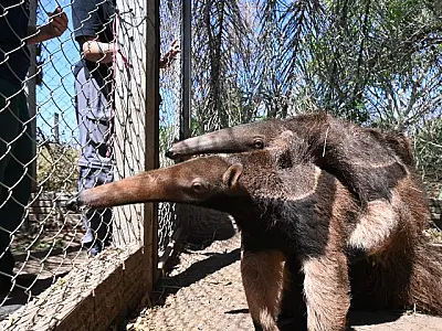 Após tratamento, Tamanduás-bandeira são levados para adaptação em ambiente natural