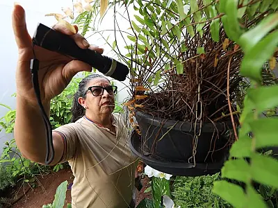 Incidência de Dengue e Chikungunya é maior na área rural de MS