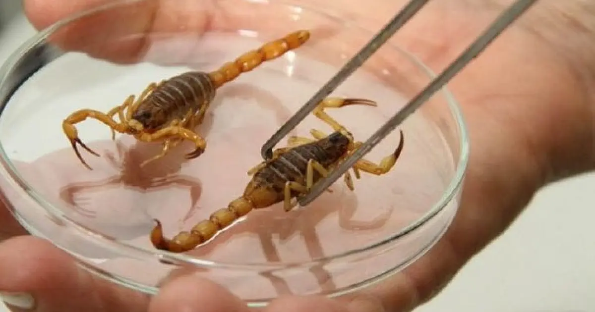 Escorpiões em casa: prevenção e o que fazer em caso de picada