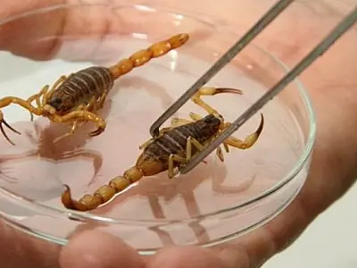 Escorpiões em casa: prevenção e o que fazer em caso de picada