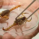 Escorpiões em casa: prevenção e o que fazer em caso de picada