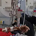 Estudo aponta que doença renal triplica risco de morte por dengue