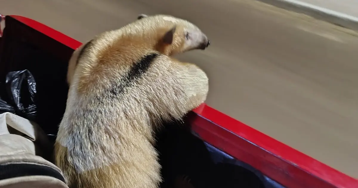 Tamanduá-mirim acuado por cães é resgatado em Ladário