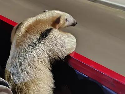 Tamanduá-mirim acuado por cães é resgatado em Ladário