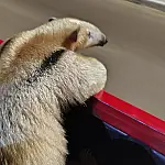 Tamanduá-mirim acuado por cães é resgatado em Ladário