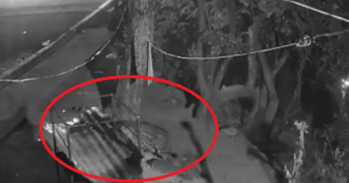 Grupo técnico confirma decisão de captura onça-pintada em Corumbá