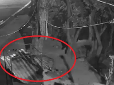 Grupo técnico confirma decisão de captura onça-pintada em Corumbá