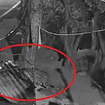 Grupo técnico confirma decisão de captura onça-pintada em Corumbá