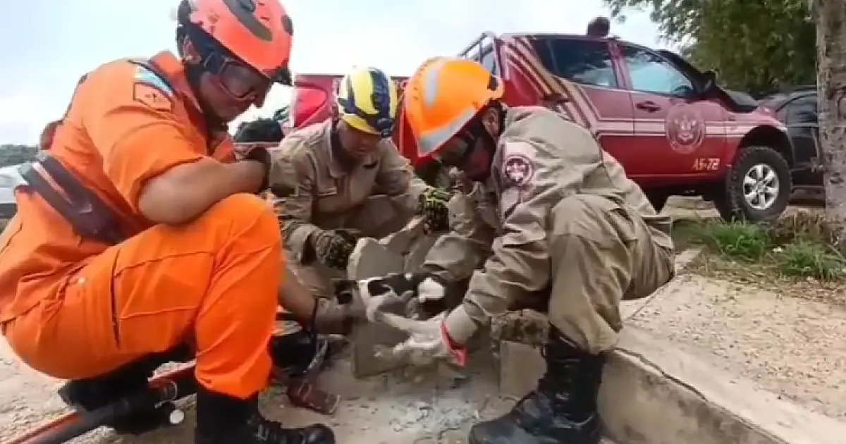 Bombeiros salvam filhote de gato preso em bueiro de Creche
