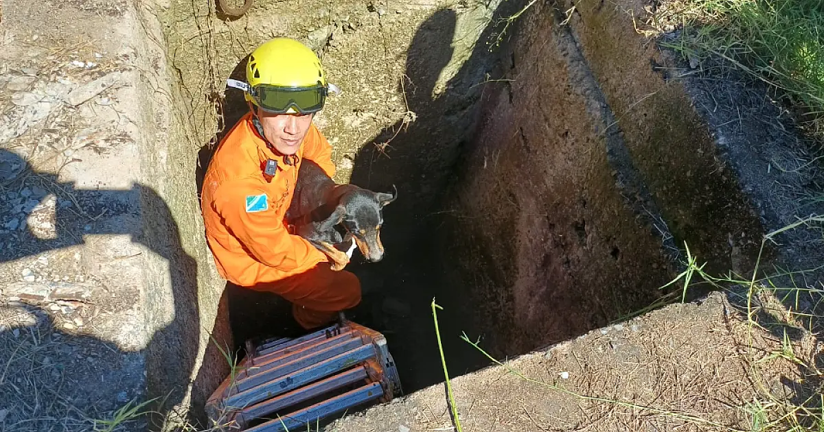 Filhote é resgatado em galeria de 4 metros de profundidade em Corumbá