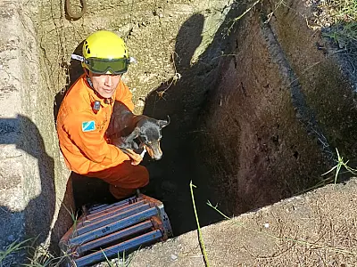 Filhote é resgatado em galeria de 4 metros de profundidade em Corumbá