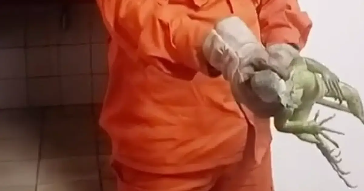 Corpo de Bombeiros captura iguana no Museu do Porto Geral