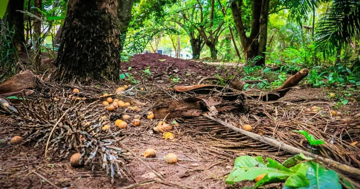 Corumbá realiza oficina para atualizar o Plano de Manejo do Parque de Piraputangas