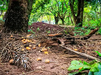 Corumbá realiza oficina para atualizar o Plano de Manejo do Parque de Piraputangas