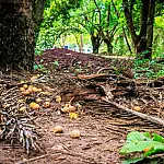 Corumbá realiza oficina para atualizar o Plano de Manejo do Parque de Piraputangas