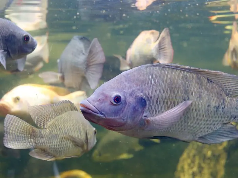 MS registra avanço recorde na produção e exportação de tilápia