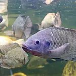 MS registra avanço recorde na produção e exportação de tilápia