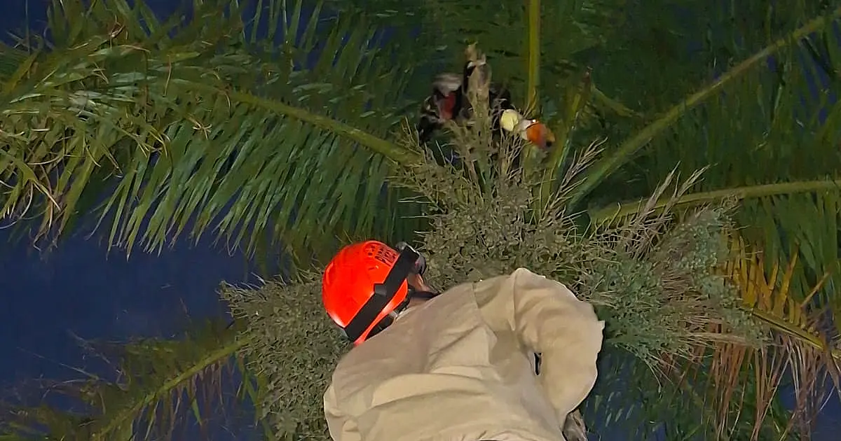 Bombeiros resgatam tucano preso em linha de pipa