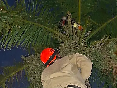 Bombeiros resgatam tucano preso em linha de pipa