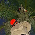 Bombeiros resgatam tucano preso em linha de pipa