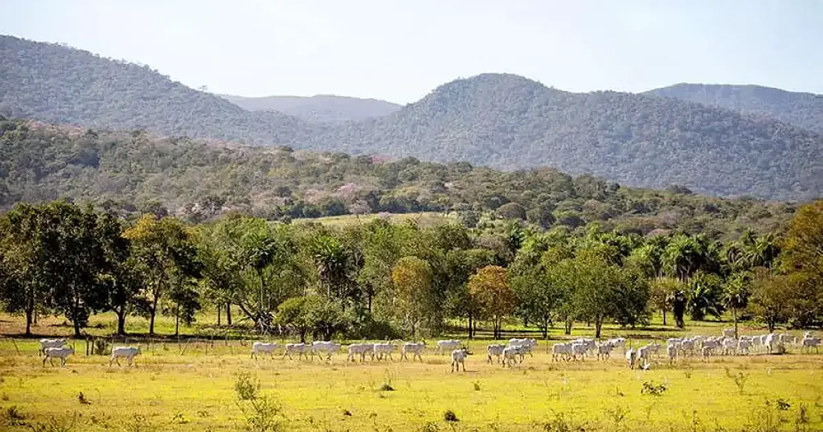 Prazo estendido: produtores têm até 30/4 para aderir ao PSA