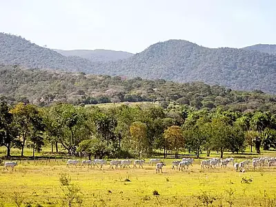 Prazo estendido: produtores têm até 30/4 para aderir ao PSA