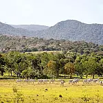 Prazo estendido: produtores têm até 30/4 para aderir ao PSA