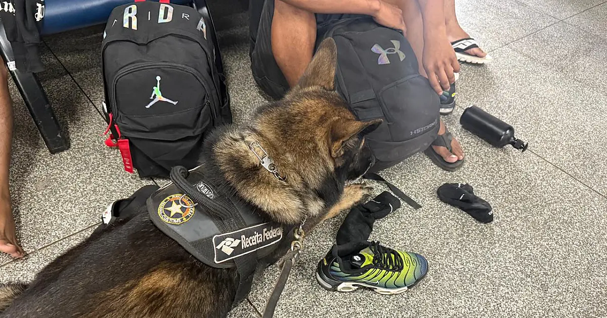 Cão farejador auxilia apreensão de 5 kg de cocaína na fronteira