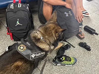 Cão farejador auxilia apreensão de 5 kg de cocaína na fronteira