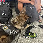 Cão farejador auxilia apreensão de 5 kg de cocaína na fronteira