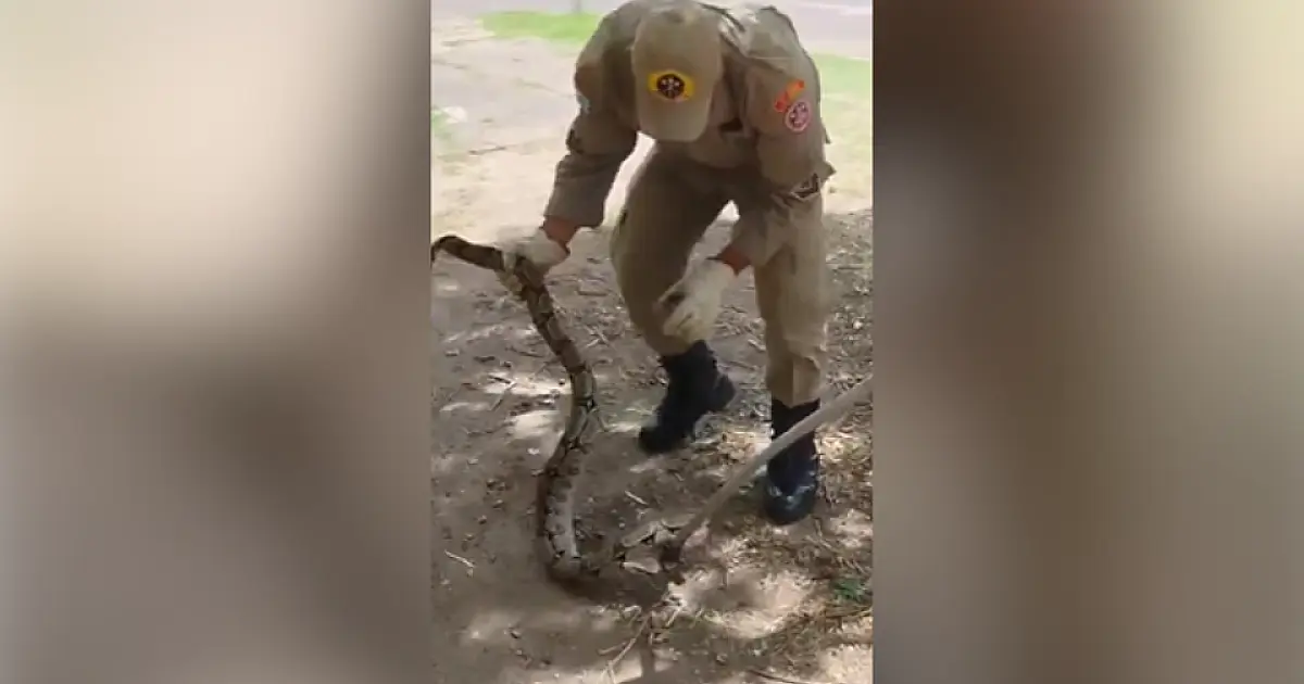 Jiboia é capturada próxima a posto de saúde em Corumbá