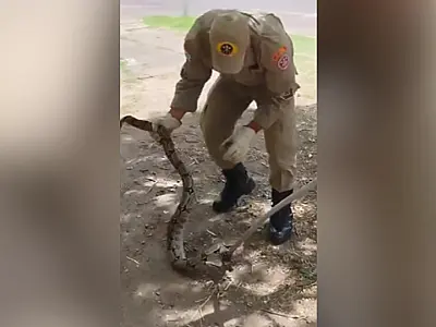 Jiboia é capturada próxima a posto de saúde em Corumbá