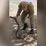 Jiboia é capturada próxima a posto de saúde em Corumbá