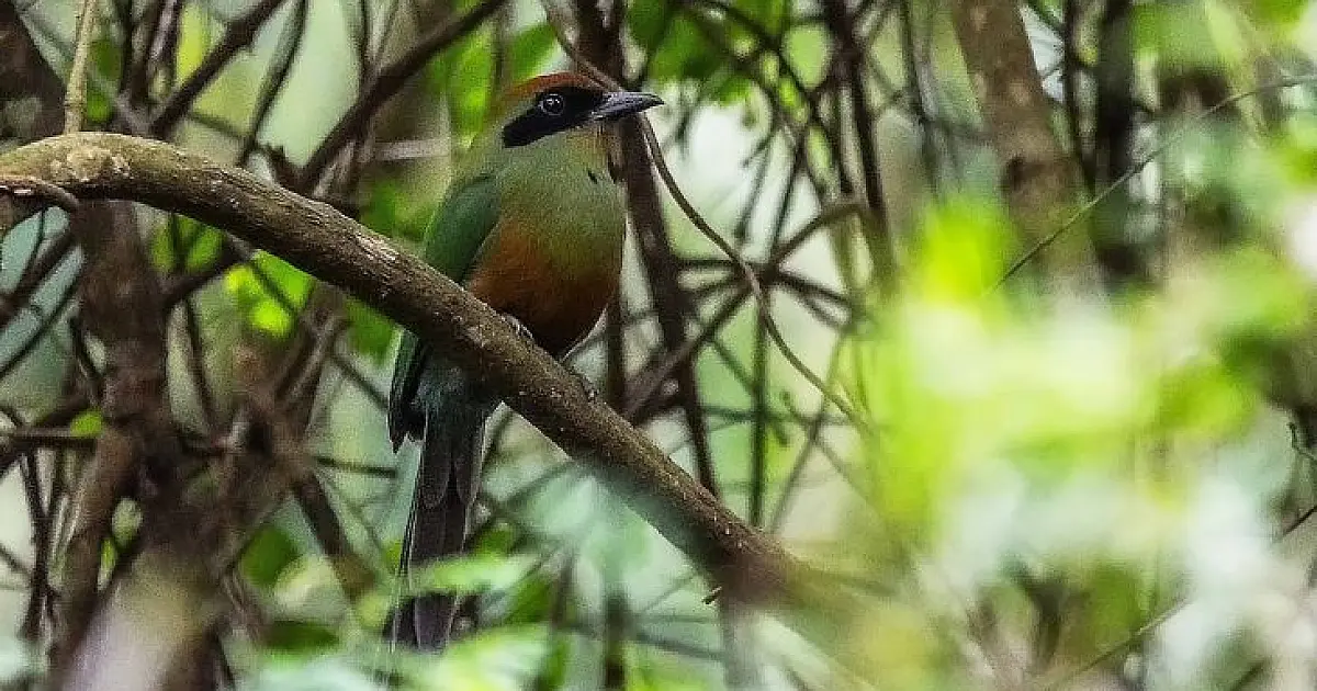 Juruva é oficializada como ave símbolo da Mata Atlântica em Mato Grosso do Sul