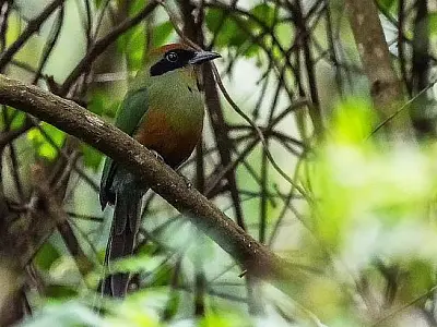 Juruva é oficializada como ave símbolo da Mata Atlântica em Mato Grosso do Sul