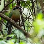 Juruva é oficializada como ave símbolo da Mata Atlântica em Mato Grosso do Sul