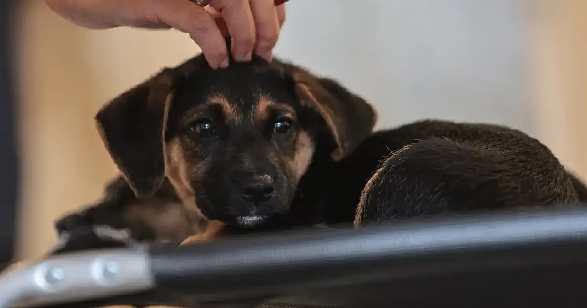 Lei define guarda compartilhada de pets; veja detalhes