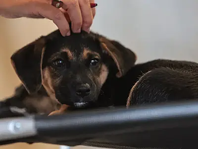 Lei define guarda compartilhada de pets; veja detalhes