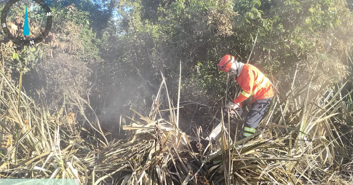 Incêndio florestal na região da Curva do Leque mobiliza Bombeiros