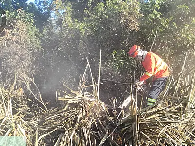 Incêndio florestal na região da Curva do Leque mobiliza Bombeiros
