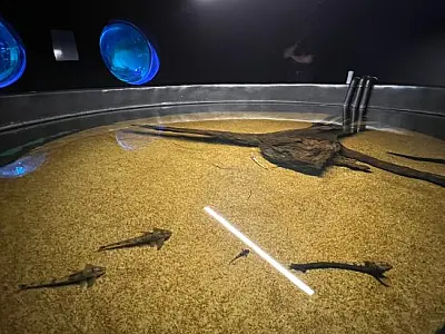 Peixes resgatados da decoada fortalecem pesquisas científicas no Bioparque Pantanal